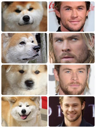 Illustration for article titled Chris Hemsworth Really Looks Like a Dog